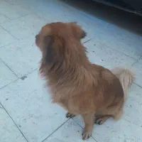 واگزاری غیر رایگان