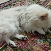 سگ شیتزوپارمین|سگ|خرمدره, |دیوار