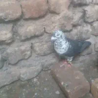 سوسکی بزک سینه سفیدعتیقه