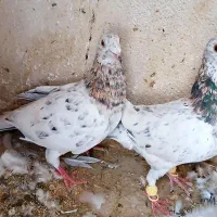 سار هفت رنگ نر و ماده|پرنده|مشهد, جاهد شهر|دیوار