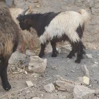 بزغاله دوبوری ترکی 6ماهه