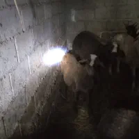 بره افشاری ماده|حیوانات مزرعه|دلند, |دیوار