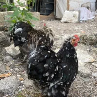کوشین|حیوانات مزرعه|رشت, کوی حسینی|دیوار