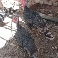 بوقلمون