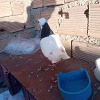 چندتاپرنده|پرنده|ایذه, |دیوار