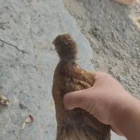 چهار  جوجە