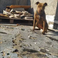 پیتبول اصیل