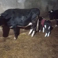 گاوگوساله نر