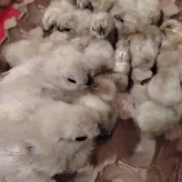 جوجه مرغ ابریشمی زینتی|حیوانات مزرعه|گرگان, |دیوار