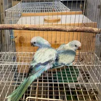 جفت راهب و گرینچیک مشکدار|پرنده|رشت, منظریه|دیوار