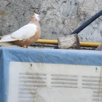 کفتر رنگی طوقه دار و هفرنگ|پرنده|محمدیه-قزوین, |دیوار