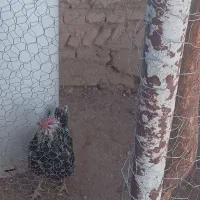 باسلام فروش خروس گلین