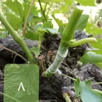 پیوند سبز انگور