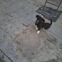 سگ پاکوتاه بازیگوش|سگ|اهر, |دیوار