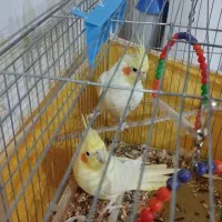 دو عدد عروس هلندی|پرنده|ایوان, |دیوار