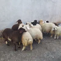 بره دوری|حیوانات مزرعه|کرمانشاه, |دیوار