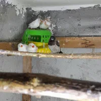 فنچ بنگالی و زبرا|پرنده|نور, |دیوار