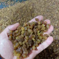 کشمش ملایر آب گیری به شرط