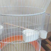 قفس سالم درحدنو و چهارپایه نو نو|لوازم جانبی حیوانات|اصفهان, جاوان|دیوار