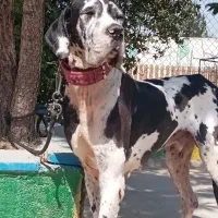 گریت دین نر ۱/۵ساله درشت|سگ|تهران, چیتگر جنوبی|دیوار