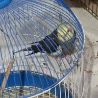 پرنده عروس هلندی