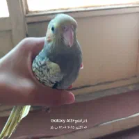 عروس هلندی ماده ۲ ماهه|پرنده|شیراز, آبیاری|دیوار