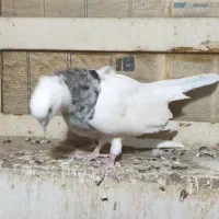 کبوتر کفتر|پرنده|اهواز, کوی مهدیس|دیوار