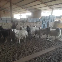 فروش تعدادی میش و بز سانن|حیوانات مزرعه|زرقان, |دیوار