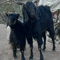 پازن و بز برای داشت