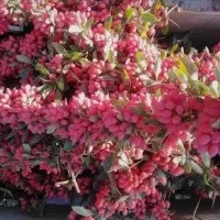 زرشک تازه به صورت نقدی