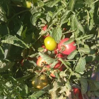 گوجه مخصوص رب وکبابی فلفل خوراکی شهر سطراقای ویسی|عمده‌فروشی|سنقر, |دیوار