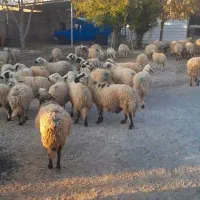 گوسفند|حیوانات مزرعه|ارمند, |دیوار