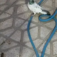 کفتر
