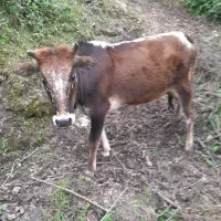 لیشه معاوضه با پراید