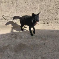 واگذاری سگ ژرمن شپرد بلک