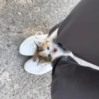 گربه|گربه|مشهد, یاس|دیوار