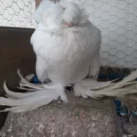 کبوتر بخارا