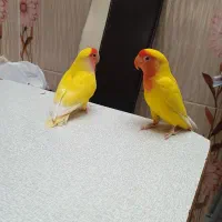 ی جفت طوطی برزیلی|پرنده|کرمانشاه, |دیوار