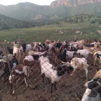 بز فروشی|حیوانات مزرعه|گیلان غرب, |دیوار