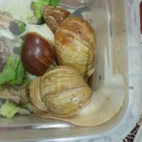 حلزون|خزنده|الشتر, |دیوار