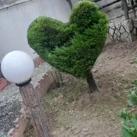 مراحل  کاشت و نگهداری از فضای سبز
