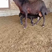 گوسفند با بره نر