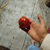گوجه فرنگی ربی|خوردنی و آشامیدنی|کرج, ملک‌آباد|دیوار
