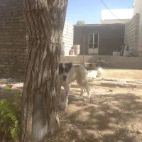 توله ماده گمشده