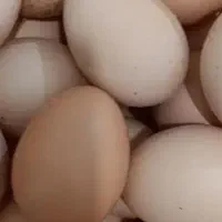 فروش تخم مرغ محلی