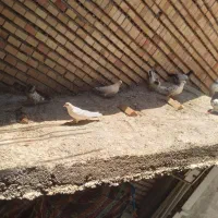 کبوتر|پرنده|آزادشهر, |دیوار