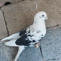 کبوترپرشی|پرنده|انبارآلوم, |دیوار