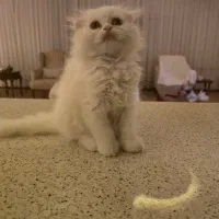 واگذاری رایگان