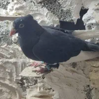 پرنده شهرستانی