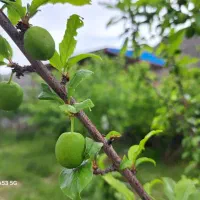 فروش ملک سردسیری درمانگاه دلفارد۶۳قصب دوکله
